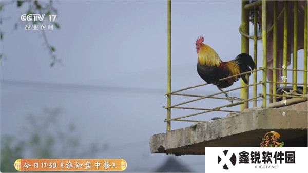 全能看tv
